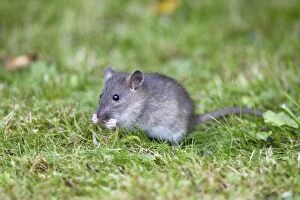 Images Dated 10th September 2010: Brown Rat / Common Rat - baby animal feeding on birdseed in garden