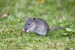 Brown Rat / Common Rat - baby animal feeding on birdseed in garden - Lower Saxony - Germany