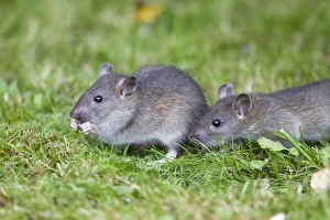 Brown Rat / Common Rat - two baby animals feeding on birdseed in garden Brown Rat / Common Rat - two baby animals feeding on birdseed in garden
