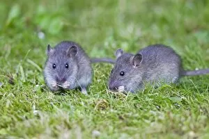 Images Dated 10th September 2010: Brown Rat / Common Rat - two baby animals feeding on birdseed in garden