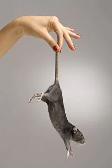 Brown Rat - dangling from tail
