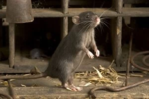 Images Dated 14th August 2005: Brown Rat - on hind legs
