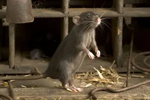 Hind Legs Prints: Brown Rat - on hind legs