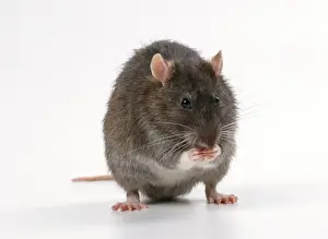 Brown Rat JD 13557 Rattus norvegicus © John Daniels / ardea. com