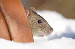 Brown Rat - looking out from garden flowerpot in snow