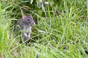 Images Dated 10th October 2009: Brown Rat - Single adult sitting in grass, Wiltshire, England, UK