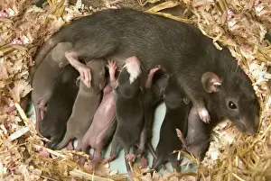 Adults Prints: Brown Rat - suckling young