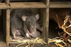 Brown Rat - with young