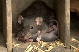 Images Dated 14th August 2005: Brown Rat - with young