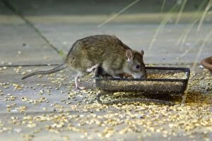 Brown rats - feeding on bird seed