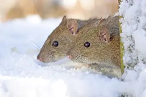 Two Brown Rats Looking out from Garden Flowerpot in Snow Norfolk UK
