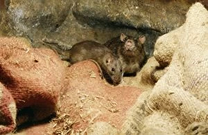 Brown Rats - on Sacking