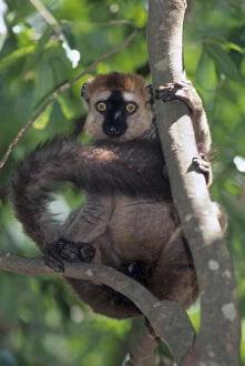 Balance Gallery: Brown Red-fronted Lemur, (Eulemur fulvus)