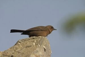 Brown Rock-Chat / Indian CHAT - Frequents rocky hills, cliffs and old buildings