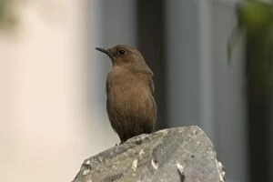 Brown Rock-Chat / Indian CHAT - perched on rock