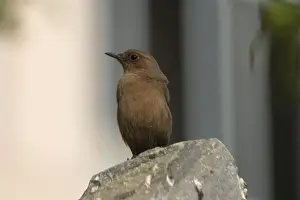 Brown Rock-Chat - perched on rock. Frequents rocky hills, cliffs and old buildings. Photographed on a broken wall in Jaipur, northern India, Asia