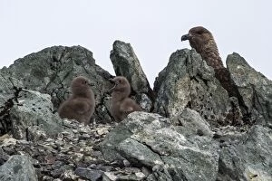 Images Dated 14th February 2016: Brown Skua chicks on nest with adult in the background