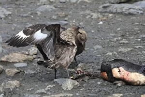 Images Dated 14th January 2008: Brown Skua - eating a Penguin