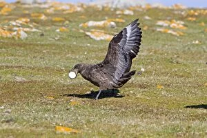 Brown Skua / Falkland Skua / Sea-hen - with an