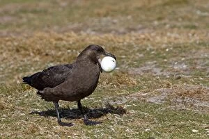 Brown Skua / Falkland Skua / Sea-hen - with penguin egg