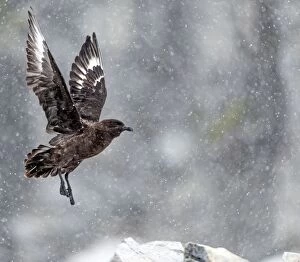 Images Dated 12th January 2015: Brown Skua in flight