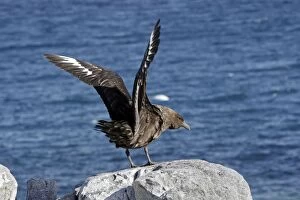 Images Dated 26th January 2008: Brown Skua - Gourdin Island - Antarctic