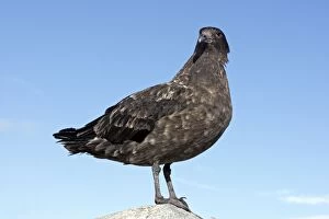 Images Dated 26th January 2008: Brown Skua - Gourdin Island - Antarctic