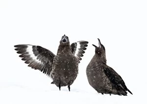 Images Dated 12th January 2015: Brown Skuas aggressive display on snow