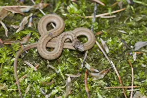 Brown Snake - Connecticut USA - May
