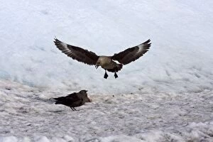 Brown (Subantarctic) Skua. Quarreling over carcass on the ice