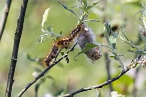 Caterpillar Gallery: Brown Tail Moth Caterpillar - on willow bushes, Island of Texel, The Netherlands Date: 11-Feb-19