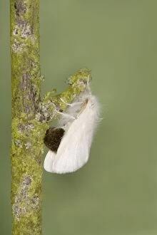 Images Dated 3rd July 2010: Brown-tail Moth - female