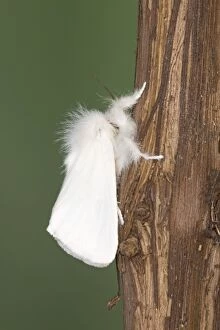 Images Dated 6th July 2010: Brown-tail Moth - male Euproctis chrysorrhoea Essex, UK IN000891