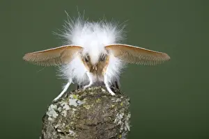 Brown-tail Moth - male showing antennae - Pest species larvae causes urticae - Essex, UK IN000956