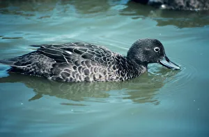 Images Dated 16th December 2005: Brown Teal Duck - female