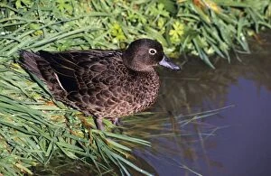 Images Dated 16th December 2005: Brown Teal Duck New Zealand