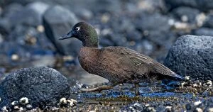 Images Dated 2nd December 2014: Brown Teal walking on rocky beach