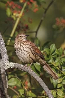 Images Dated 27th September 2013: Brown Thrasher