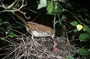 Thrasher Prints: Brown Thrasher - at nest feeding young - backus conservation area - Ontario - Canada
