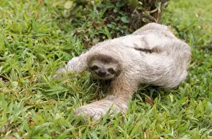 Three Toed Prints: Brown-throated 3 Toed Sloth - male Costa Rica