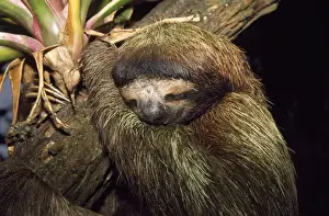Three Toed Prints: Brown-throated 3 Toed Sloth - sleeping Costa Rica