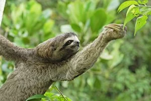 Images Dated 6th September 2007: Brown-throated Three-toed Sloth