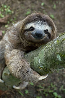 Cute Gallery: Brown-throated Three-toed Sloth