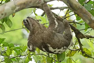 Hanging Prints: Brown-throated Three-toed Sloth - Amacayacu Nationalpark - Colombia