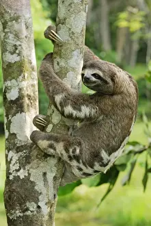 Brown-throated Three-toed Sloth - Amacayacu Nationalpark - Colombia