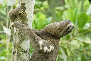 Brown-throated Three-toed Sloth - Amacayacu Nationalpark - Colombia