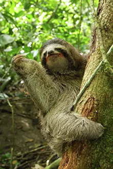 Central America Prints: Brown-throated Three-toed Sloth Cahuita N. P. Costa Rica
