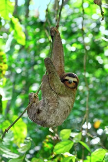 Images Dated 18th March 2006: Brown-throated Three-toed Sloth - Hanging from tree