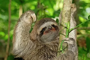 Faces Gallery: Brown-throated Three-toed Sloth - Hanging from tree