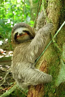 America Gallery: Brown-throated Three-toed Sloth - Hanging from tree